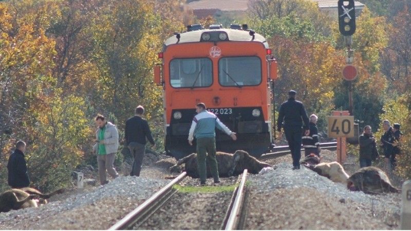 Krvava pruga: Vlak u Žitniću usmrtio osam krava, putnici neozlijeđeni