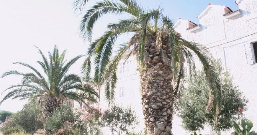 “Crvena pipa” uništava stoljetne palme. Može li joj se stati na put?