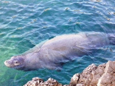 Sredozemna medvjedica pliva i uživa: prošlog vikenda snimljena kod Pule