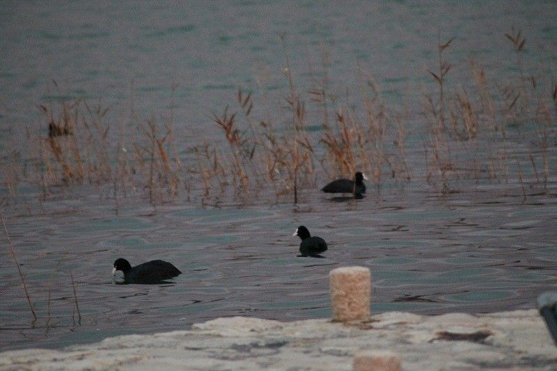 Inicijativa Općine Tisno: Sjedište Parka prirode Vransko jezero seli u Betinu!