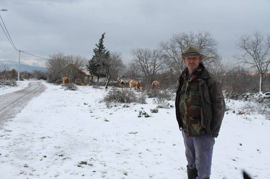 Ante Čustonjić čuva krave u Miljevačkim Bogatićima (Foto Hrvoslav Pavić)