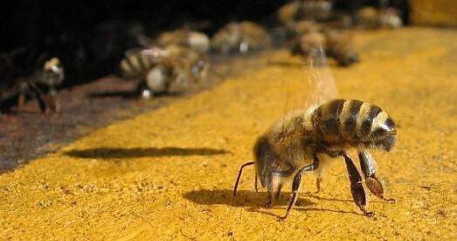 Znanost i dalje bez odgovora: Zašto nestaju pčele?
