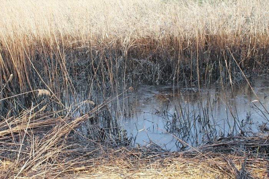 Knin - zagađenje Orašnice i Krke (Foto H. Pavić) (3)