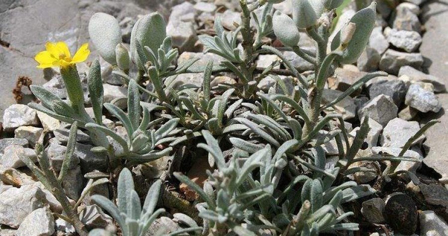 Velebitska degenija Marini Kelava za reportažu: Zajedničko upravljanje je moguće