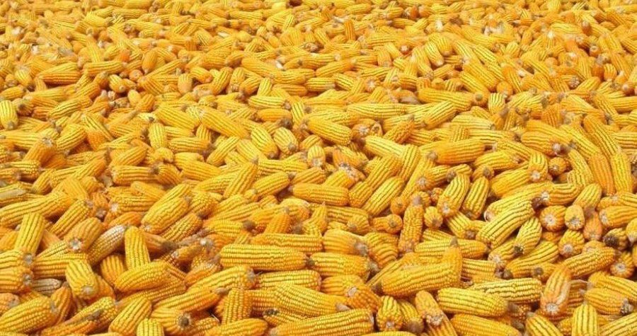 Monsanto (ne)zakonito ‘pomaže’ poplavljenima GMO sjemenjem kukuruza, rajčice, krastavaca i kupusa?!