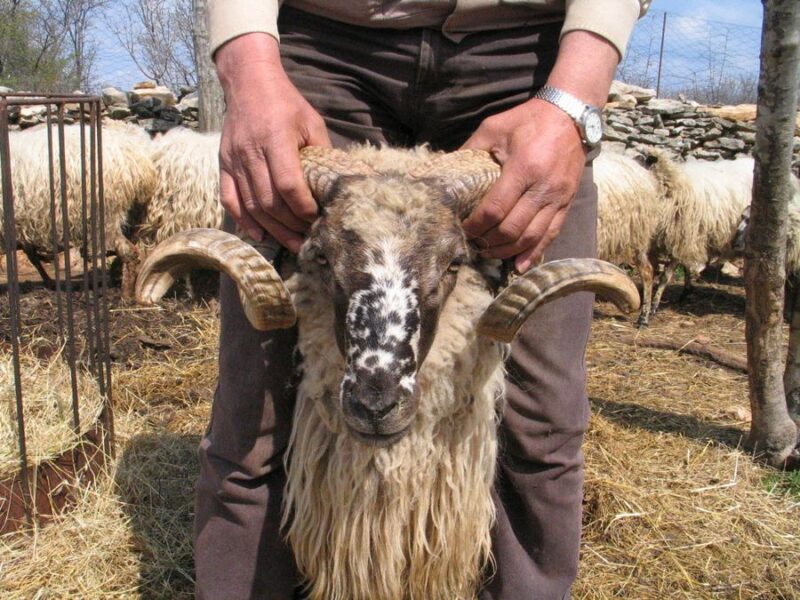 Podivljale ovce pustoše Zlarin: Grad Šibenik plaća 38.000 kuna za njihovo hvatanje