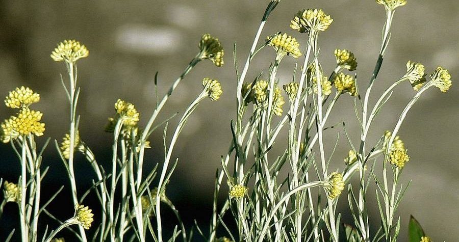 Spas u kasni čas: Ministarstvo odlučilo djelomično (u)skratiti branje smilja