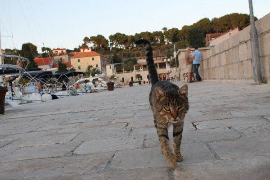 Kreativni dani Fausta Vrančića - mačka na rivi (Foto: Hrvoslav Pavić)