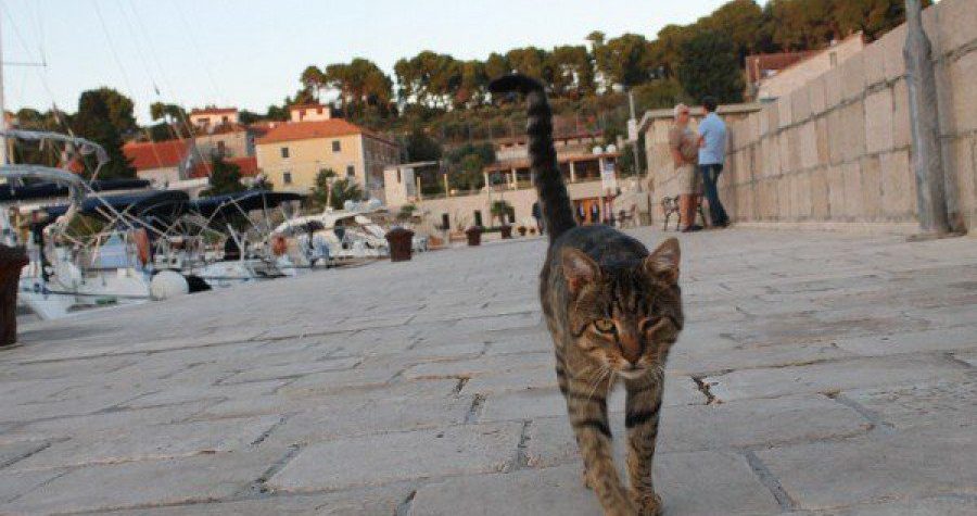 Dan na otoku Prviću: U potrazi za izgubljenom komunikacijom