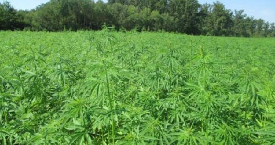 MUP: U 10 mjeseci zapljenjeno 1894 kg marihuane i 2,2kg hašiša – ne očekujemo više posla ako se konoplja legalizira u medicinske svrhe!