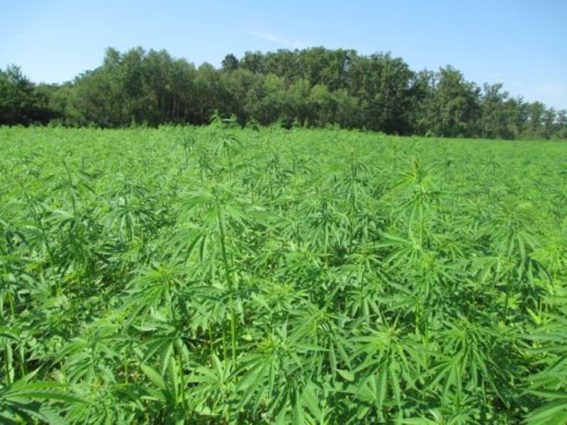 hemp_fb1