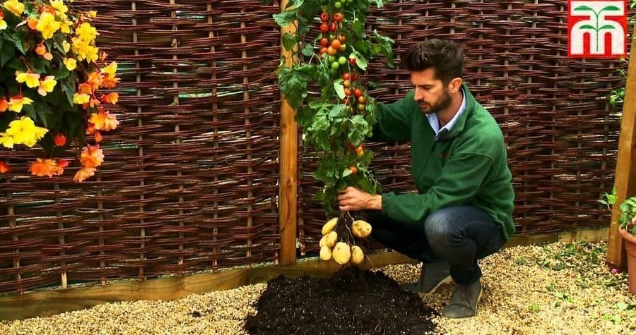 Kad na vrbi rodi grožđe: stiže TomTato ili krumpidora – biljka s koje se bere i krumpir i rajčica