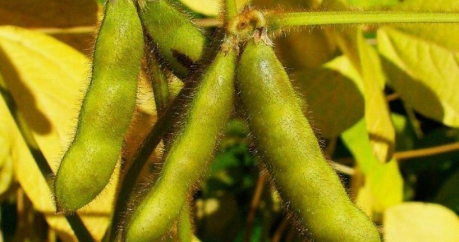 GMO ili – kako se trebamo bojati glifosata iz herbicida Roundupa i insekticida Bt toksina