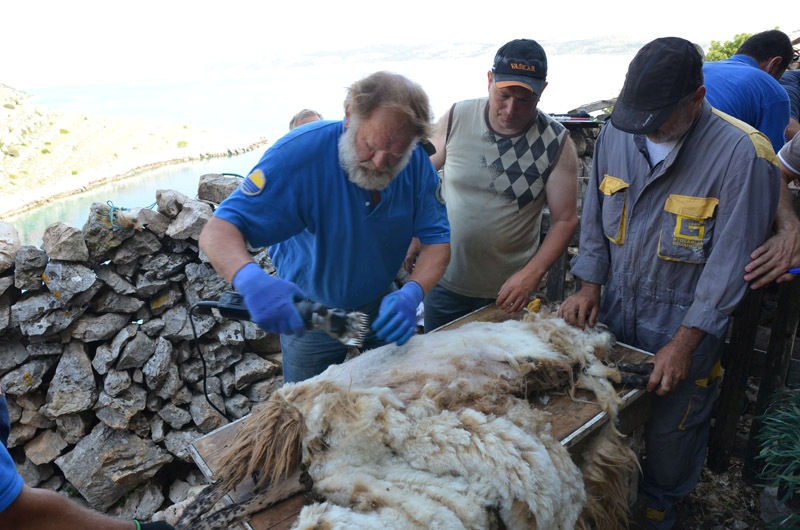 strižnja ovaca na Kornatima