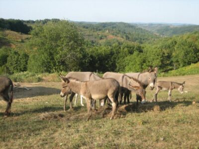 Magareći rezervat: Severina i Rajka najbolje trkačice i mlikarice – magareće mlijeko liječi više bolesti