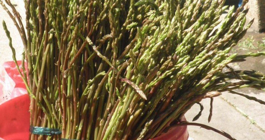 U branje šparoga na šumskom zemljištu samo s dozvolom-150 kuna pa  beri cijeli mjesec!