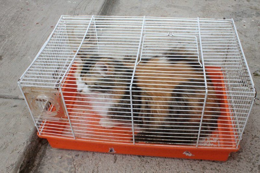 Mačke su donosili i u kavezima za ptice - kebama (Foto: Tris/H. Pavić)