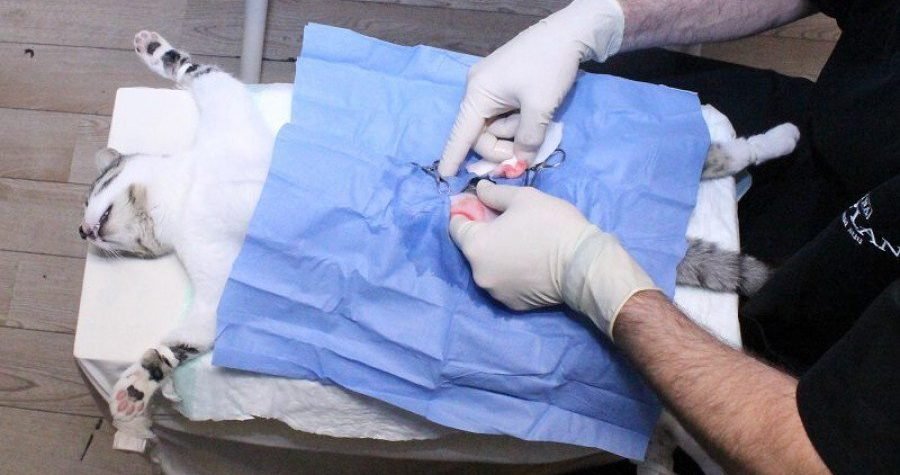 Mačke se ništa ne pita – počela sterilizacija u Tisnom