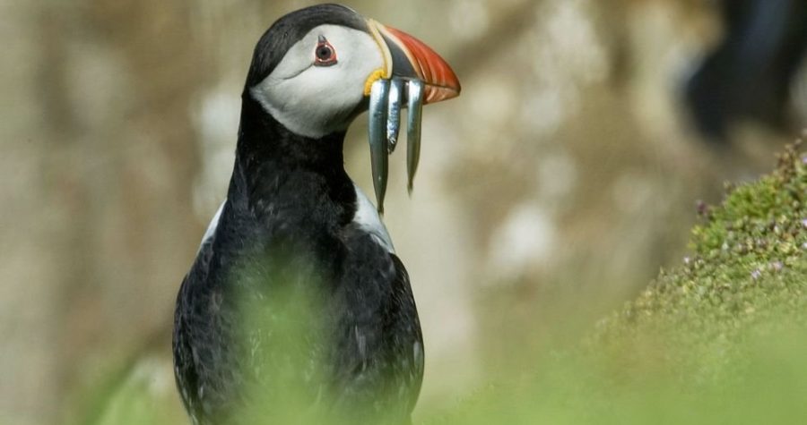 Ptice izumiru nestajući: Alarm – svakoj petoj ptičjoj vrsti u Europi prijeti nestanak (FOTO)