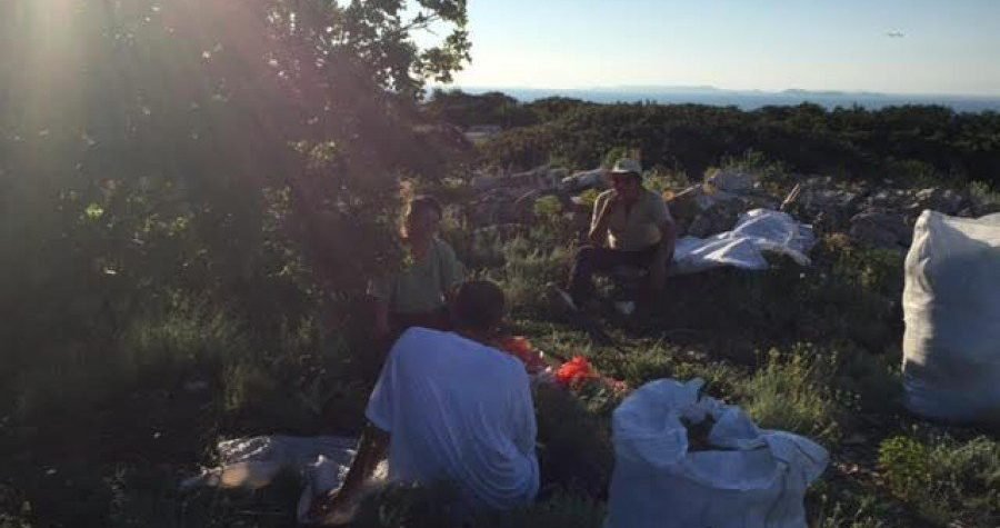 Rat za smilje seli u Skradin: Tri sestre u obrani šibenskog zlata