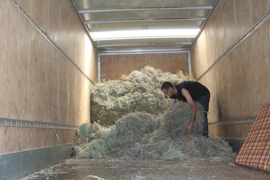 Smilje se mora preraditi unutar 24 sata od branja - kamion otkupljivača u Čenićima (Foto: H. Pavić)