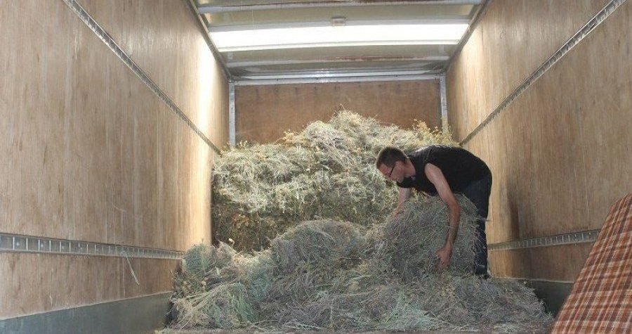 Jagma za smiljem udvostručila cijenu i tenzije – u Čenićima novo žarište sukoba