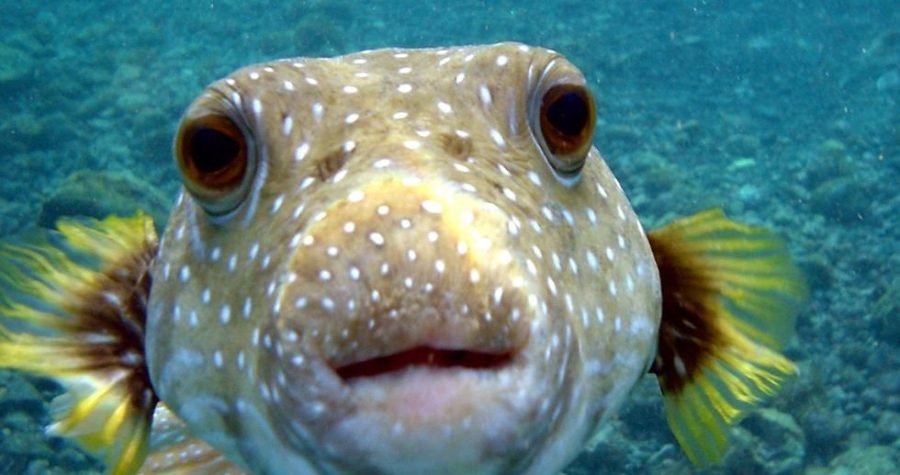 WWF: Ribarstvo će biti uspomena – u 40 godina uništili smo pola života u morima i oceanima (!)