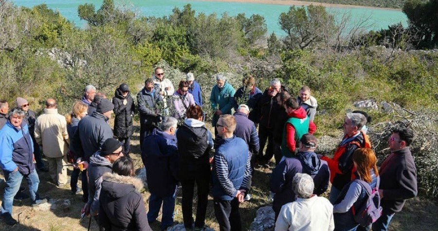 Obnova maslinika u Modravama