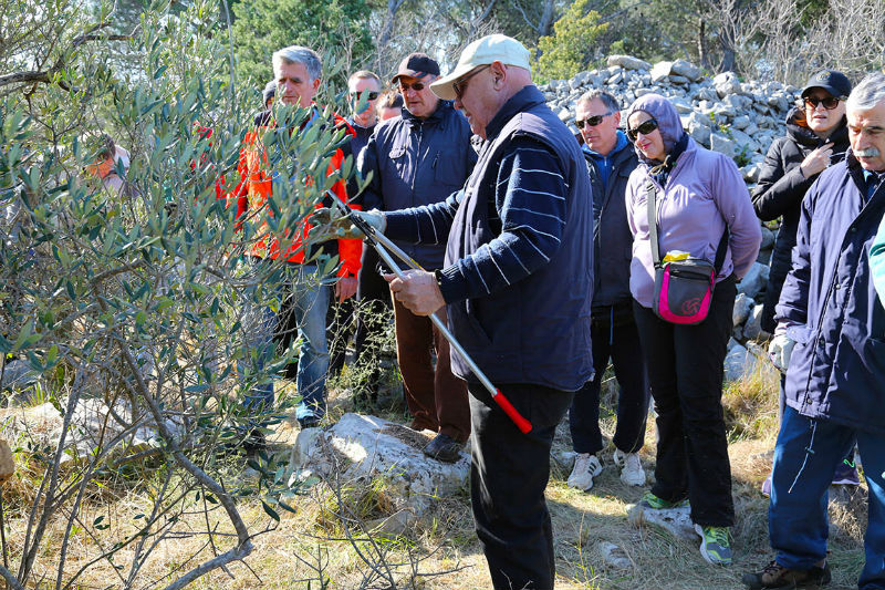 maslinici 4