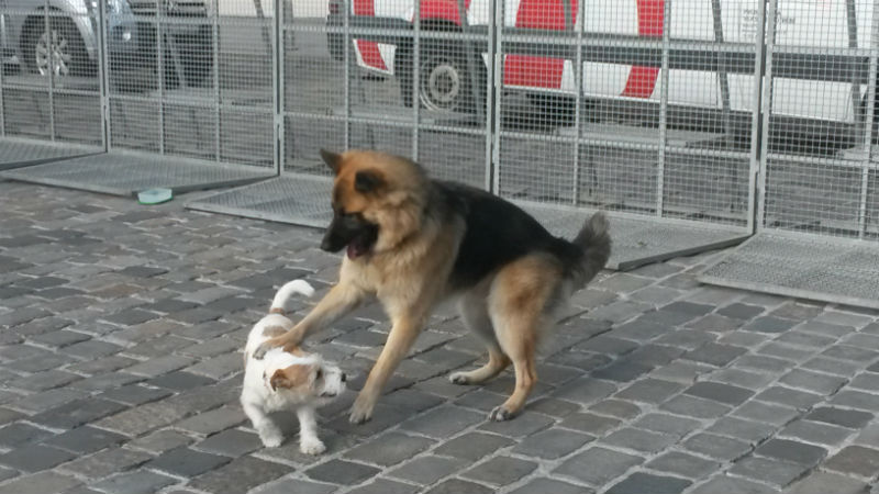 Zaigrani ljevičari