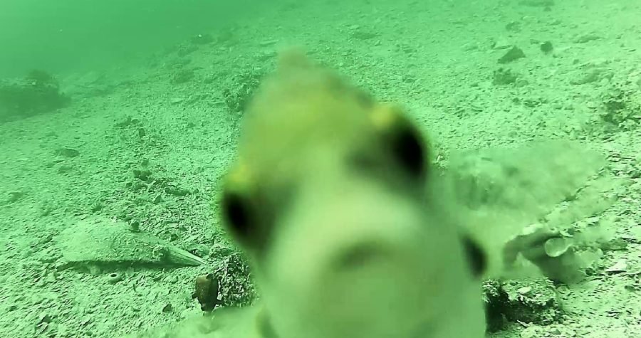 Novo: Šibensko podmorje besplatno i uživo u vašem domu