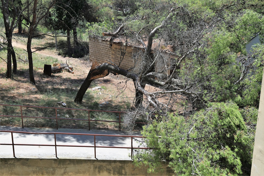 Kad se posadi stablo, sami problemi. Bor koji je noćas pao sto metara od 'zelenih površina' (Foto: H. Pavić)