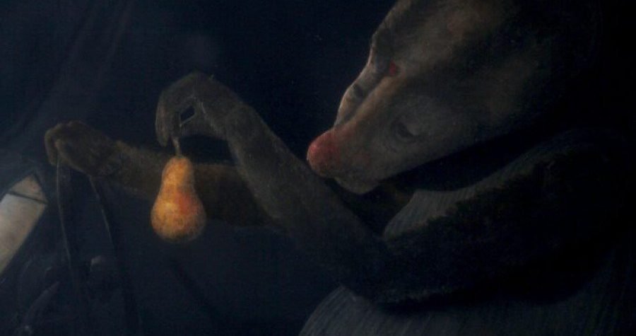 “Noćna ptica” na Sundance Film Festivalu!