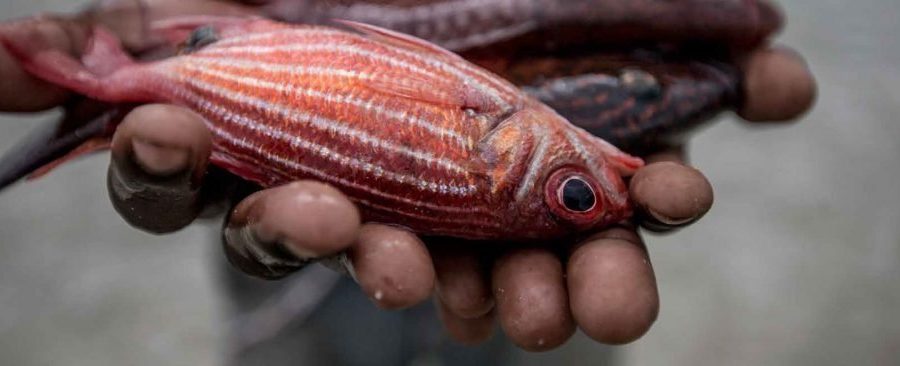 WWF: Ovog Badnjaka darujte moru i pažljivo birajte koju ribu kupujete