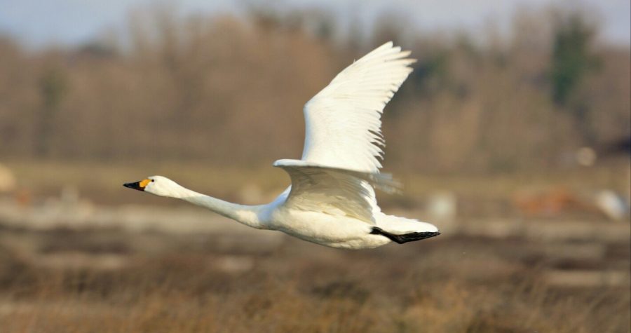 Kome smetaju ptice? Kod Nina ustrijeljena ptica kakva je viđena šest puta u 50 godina
