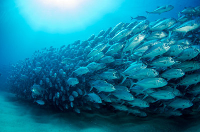 Dramatično smanjenje ribljeg fonda u Sredozemnom moru