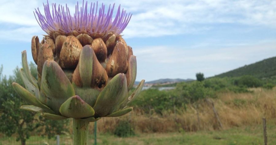 Muzej grada Šibenika u borbi protiv GMO-a: Predavanje o starim sortama i razmjena sadnica, sjemenja, lukovica…