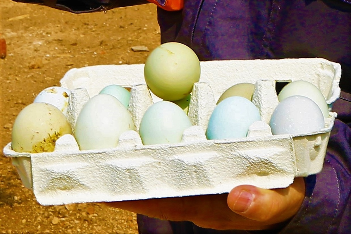 Prijatelji životinja: U Hrvatskoj će se za Uskrs pojesti 30 milijuna jaja
