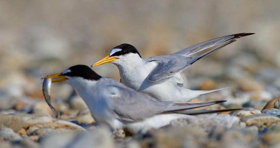 Zaštita male čigre- ambasadora žive Drave