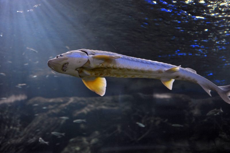 Dunavska jesetra među najugroženijim ribama na svijetu