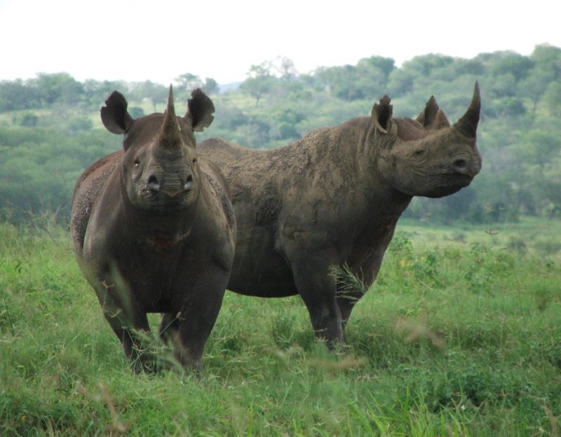Dva živa nosoroga (foto WWF)