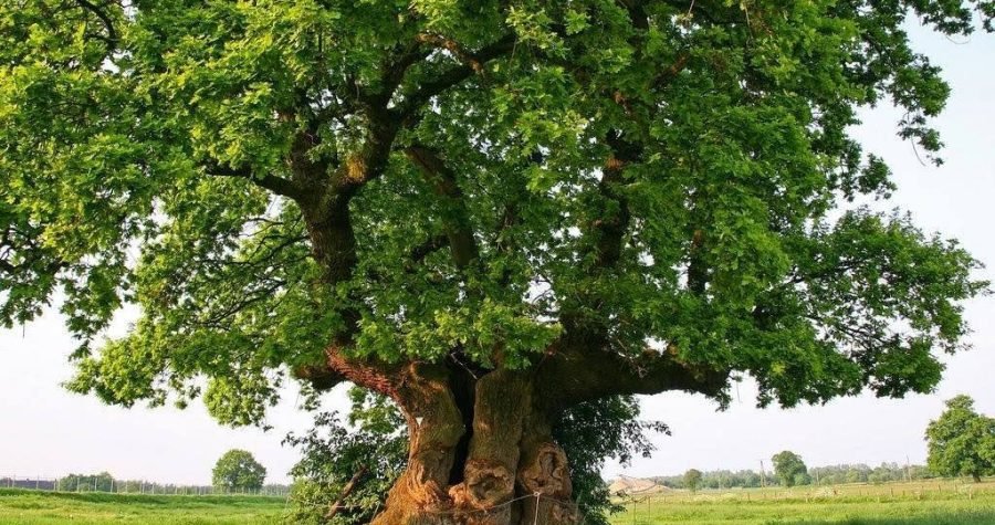 Ne pilaj, nego fotkaj: Šaljite zelene fotografije Zelenoj Istri