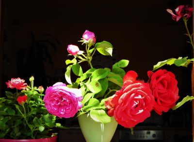 Ruža, delikatna, lijepa i trnovita (foto Tris)