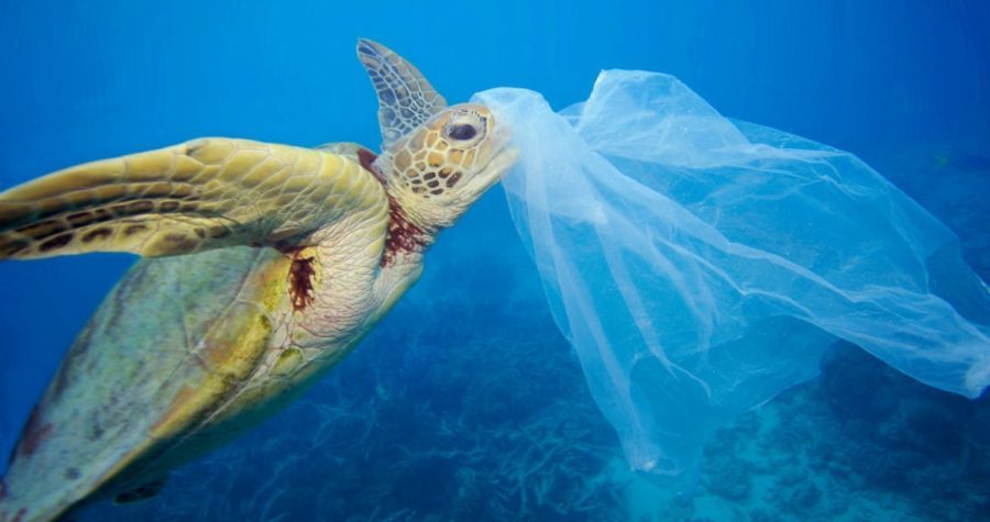 Život u plastisferi: Svake godine 12,7 milijuna tona plastike dospijeva u mora i oceane