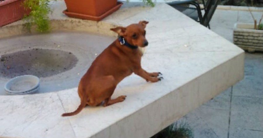 Beskućnikov pas ostaje bez kuće – udomite Linda!