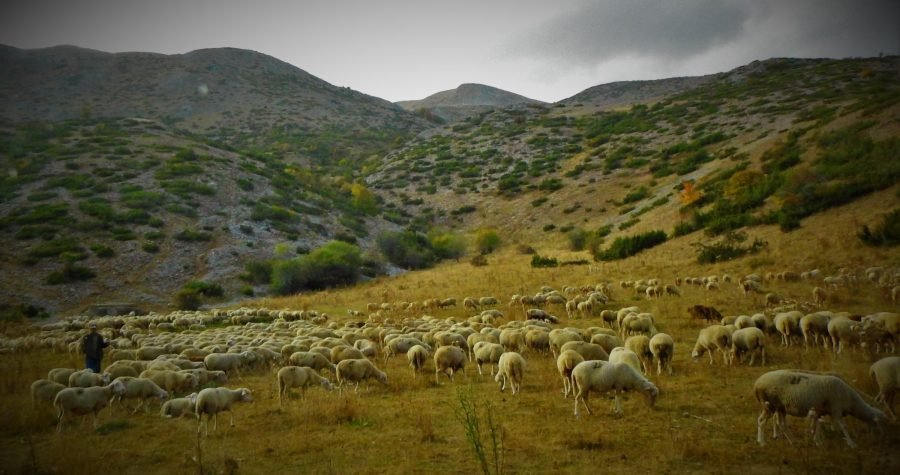 I ovce i novce… i vunu: Ekološka udruga Krka Knin prikupila 12,5 tona ovčje vune koja bi završila u nekoj rupi