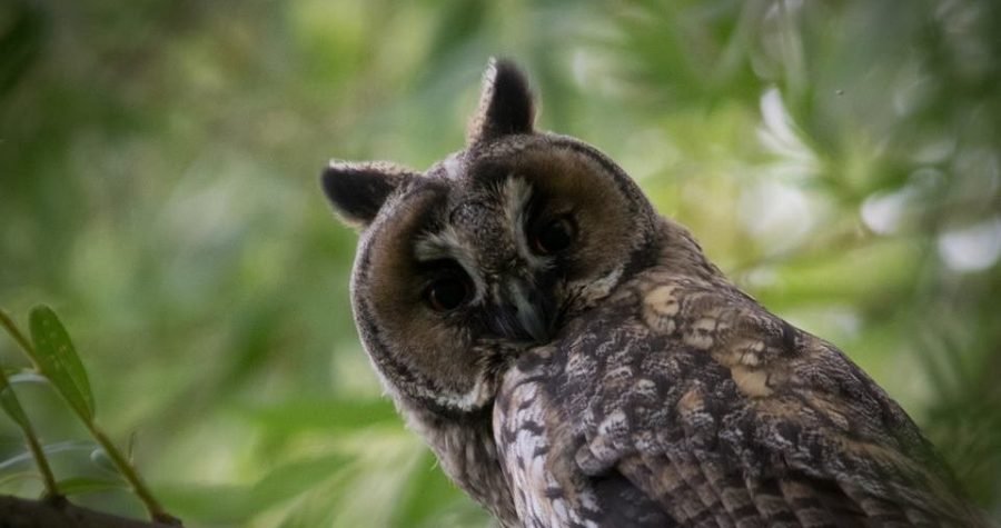 ‘Ptice Hrvatske i Europe’ dolijeću u Šibenik