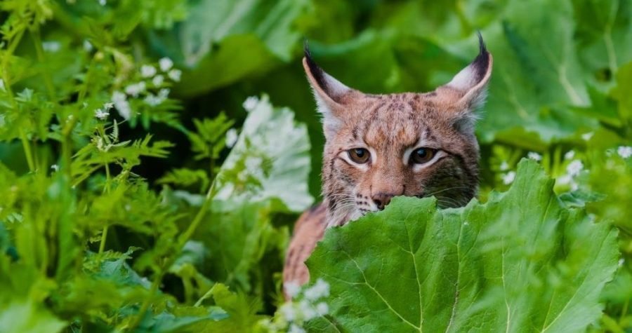 CARNIVORA DINARICA: Velike zvijeri su važan dio ekosustava