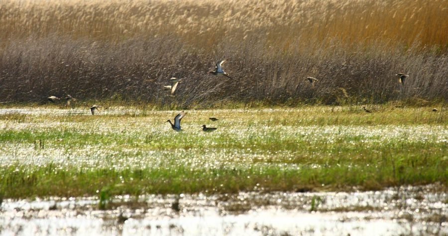 Udruga Biom i PP Vransko jezero: Borba za ugrožene vlažne livade