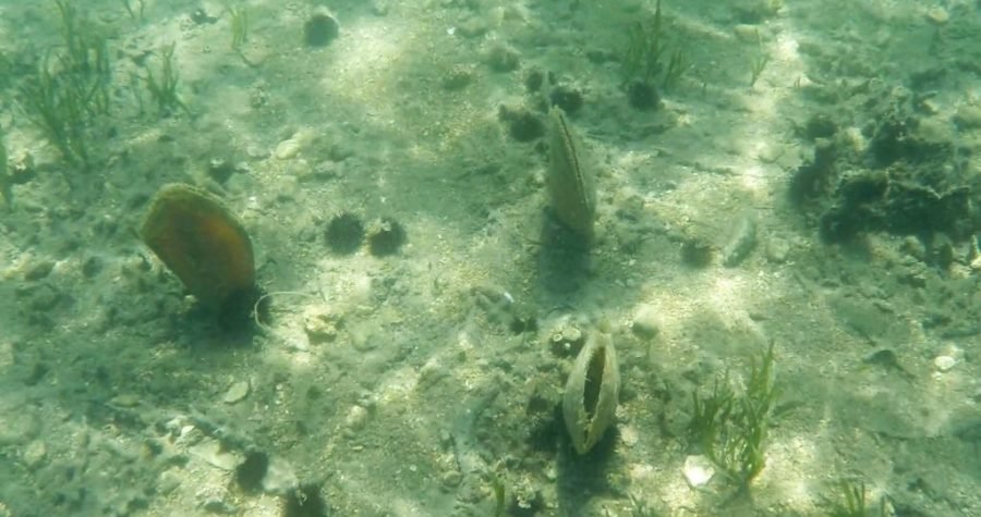 Ugrožene vrste: Zabilježen prvi masovni pomor periske u Jadranu, prijeti joj izumiranje